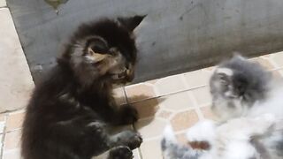 Juna & Nala