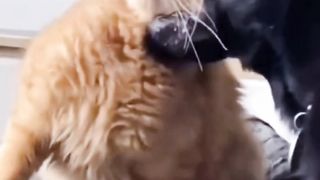 The cat's revenge is real