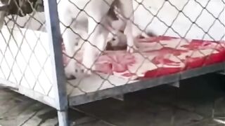 Find 'animals funny video' on TikTok -