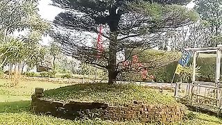 Pohon kamboja yang cantik