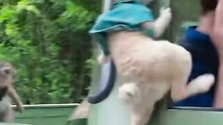 Find 'animals funny video' on TikTok . 2