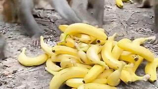 Find 'animals funny video' on TikTok . 3
