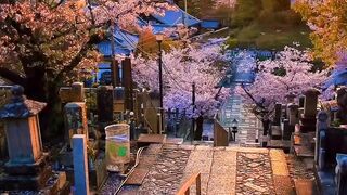 Kyoto, Japan. Good night.
