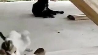 snake fight dog