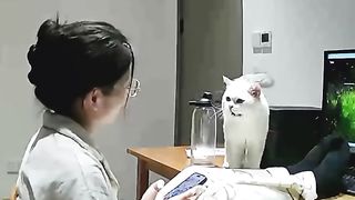 Funny cat video ???? 2