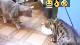 Funny video cat vs cat fight ????