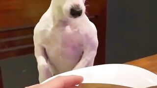 Funny animal video ????