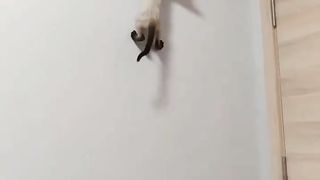 Funny cat video ???? 3