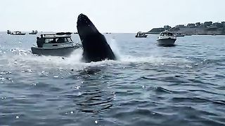 TRY NOT TO LAUGHING I Best Funny Videos Compilation 2023 # 131