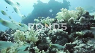 fish in the sea