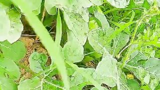 a little way of cultivating watermelons