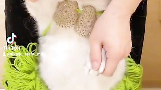 Indian cat