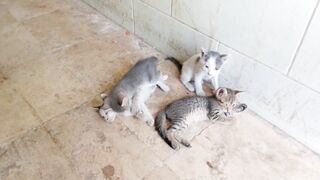 4 funny kittens