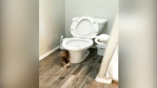 Very funny cat videos that make you laugh #11 | Cats and Dogs | Cute Cute Cat Guy Fact