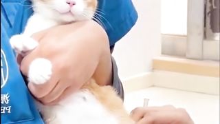 Kerala funny cats videos