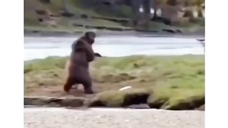 Funny bear ???? video