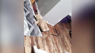 Very funny cat videos that make you laugh #12 | Cats and Dogs | Cute Cute Cat