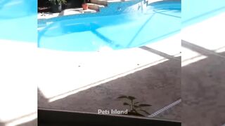 Laughs Guaranteed: Funny Animal Moments to Brighten Your Day | Pets Island