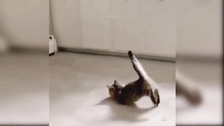 I'm going to be captured by the cute kitten