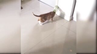 I want the world to see this cute little kitty