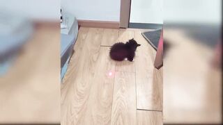 Did you suck the cat today?