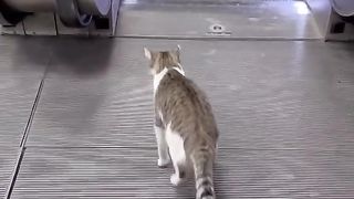 Clever cat 2
