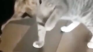 Funny animals 7