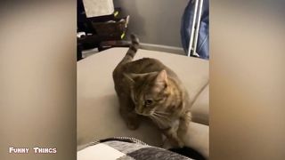 Very funny cat videos that make you laugh #13 | Cats and Dogs | Cute Cute Cat