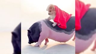 Relaxing with cute animals videos compilation.