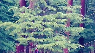 Kalam Forest