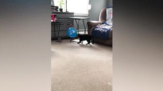 Very funny cat videos that make you laugh #13 | Cats and Dogs | Cute Cute Cat Guy Fact