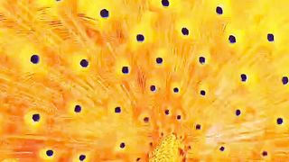 Peacock dance video 2