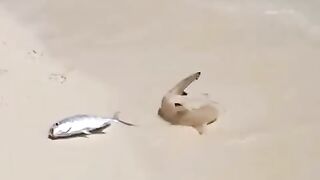 what fish is this