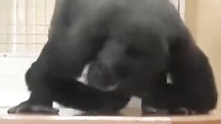 cute animal 4