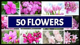 50 Different FLOWERS # How many you know- Name of flowers in English.