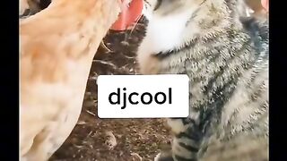 Funny video