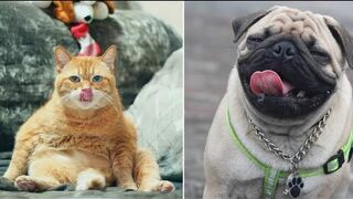 Wow, what cute cat videos