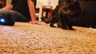Very funny cat videos that make you laugh #15 | Cats and Dogs | Cute Cute Cat Guy Fact