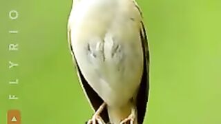 Bird Sounds (96).