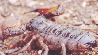 Top 5 facts about animals | amazing facts about animals | animals video|#shorts #facts #factinhindi