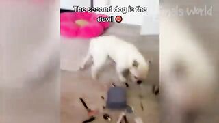Funny Animal Videos 2023 ???? - Funniest Dogs and Cats Videos ???? #5 2