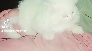 Must watch this video farhan with cat love