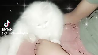New cat amazing video