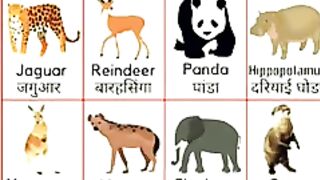 Wild Animals name in English and Hindi - वाइल्ड एनिमल.