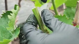 ГРИЖИ ЗА ЛОЗАТА ПРЕЗ ВЕГЕТАЦИЯ