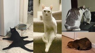 Funny animals 2023 Funniest Cats and Dogs 2