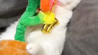 Смешные животные. Приколы с котами. Я банан. Смешно до слёз.