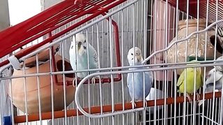 Parrot is amazing video