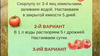 ПОДХРАНВАНЕ НА ДОМАТИ С ЯЙЧЕНИ ЧЕРУПКИ