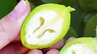 КОНСЕРВИРАНЕ НА ЗЕЛЕНИ ОРЕХИ